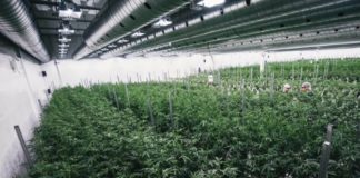 Una multinacional canadiense compra el productor valenciano de cannabis Cafina