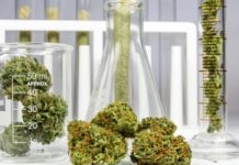 El estigma de vender (legalmente) cannabis: el ‘via crucis’ de las empresas de CBD en España El estigma de vender (legalmente) cannabis: el ‘via crucis’ de las empresas de CBD en España