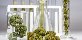 El estigma de vender (legalmente) cannabis: el ‘via crucis’ de las empresas de CBD en España