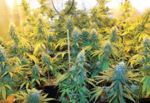 El laberinto del cannabis terapéutico en Ecuador El laberinto del cannabis terapéutico en Ecuador