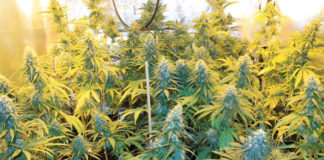 El mercado financiero del cannabis en España