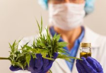 Un componente del cannabis reduce la progresión del glioblastoma Un componente del cannabis reduce la progresión del glioblastoma