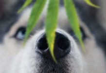 Por qu&eacute; nunca debes dar THC a tus mascotas