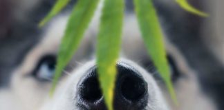 Por qué nunca debes dar THC a tus mascotas