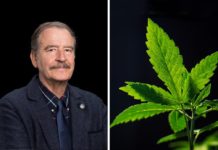 Fox pide legalizar marihuana para quitar recursos al crimen organizado Vicente Fox