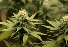 ¿Cultivar cannabis es peor que asesinar? Facebook y YouTube creen que sí ¿Cultivar cannabis es peor que asesinar? Facebook y YouTube creen que sí