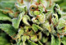 Exportar&aacute;n cannabis colombiano hacia Alemania para fines medicinales