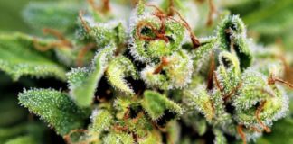 Exportarán cannabis colombiano hacia Alemania para fines medicinales