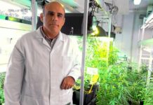 Cuando el cannabis puede mejorar tu vida Cuando el cannabis puede mejorar tu vida