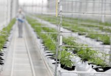 López Obrador plantea quitar la prohibición de drogas en México López Obrador plantea quitar la prohibición de drogas en México