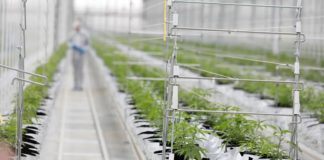 López Obrador plantea quitar la prohibición de drogas en México