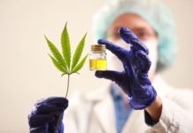 Panamá a un paso de legalizar el cannabis medicinal Hubo 55,000 participantes de GDS que consumieron cannabis en el último año