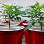 Cómo cultivar en un espacio reducido, con un consumo de energía bajo y una producción mejorada por el esquejado (III) Cómo cultivar en un espacio reducido, con un consumo de energía bajo y una producción mejorada por el esquejado (III)