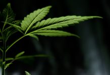 Fitocannabinoides, una posible estrategia contra los desórdenes neurológicos Fitocannabinoides, una posible estrategia contra los desórdenes neurológicos
