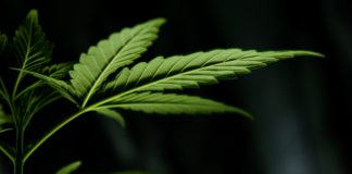 Fitocannabinoides, una posible estrategia contra los desórdenes neurológicos