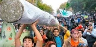 Costa Rica lidera movimiento centroamericano a favor del uso medicinal e industrial de la marihuana