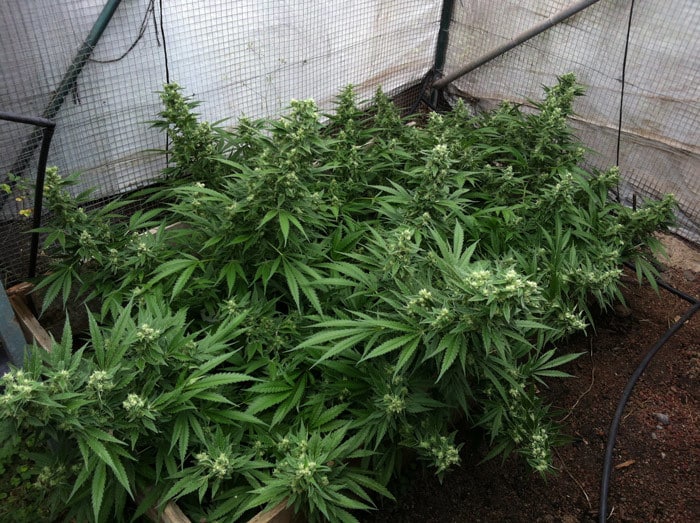 Durante la fase de floración, las plantas de cannabis son más susceptibles de ser infectadas por el oídio