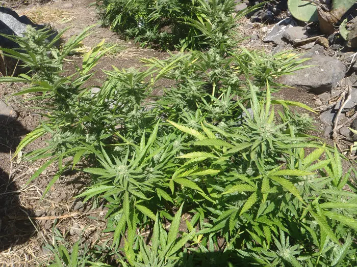 Plantas tratadas con B-Subtilis a partir de la prefloraci&oacute;n