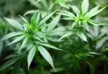 Pruebas de que el cannabis se originó en el Tibet Pruebas de que cannabis se originó en el Tibet
