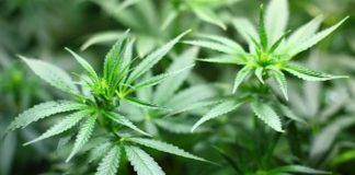 Pruebas de que cannabis se originó en el Tibet