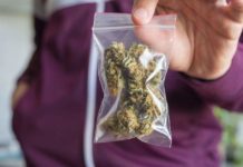 ¿Qué ha pasado con los referéndum sobre la eutanasia y el cannabis en Italia? ¿Qué ha pasado con los referéndum sobre la eutanasia y el cannabis en Italia?