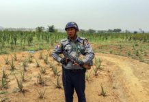 Myanmar: posible pena de muerte en cultivo de cannabis Myanmar: posible pena de muerte en cultivo de cannabis