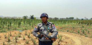 Myanmar: posible pena de muerte en cultivo de cannabis