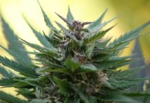 Marihuana