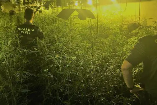 Dos agentes de la Guardia Civil dentro de una 'plantación china' en Badajoz.