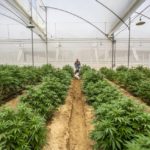 Plantas de cannabis en un invernadero