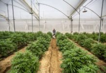 Plantas de cannabis en un invernadero