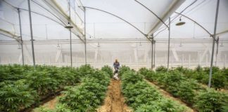 Plantas de cannabis en un invernadero