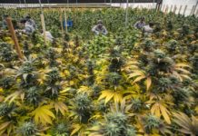En Ecuador hay 705 empresas activas creadas para trabajar con cáñamo o cannabis Experimentar con la genética de las plantas permite seleccionar las que mejor funcionan para el desarrollo médico.
