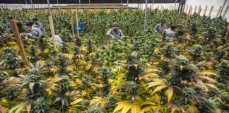 Experimentar con la genética de las plantas permite seleccionar las que mejor funcionan para el desarrollo médico.