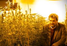 Nace la primera semilla de cannabis 100% argentina El científico Darío Andrinolo observa la floración de las especies de cannabis bajo investigación.