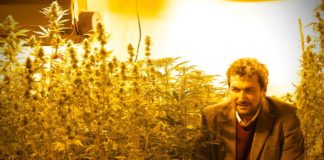 El científico Darío Andrinolo observa la floración de las especies de cannabis bajo investigación.