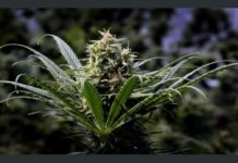 Demasiada marihuana: Oregon intenta reducir su producción Demasiada marihuana: Oregon intenta reducir su producción