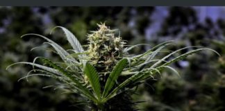 Demasiada marihuana: Oregon intenta reducir su producción