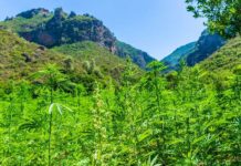 Malawi listo para producir cannabis para uso industrial y medicinal Malawi listo para producir cannabis para uso industrial y medicinal