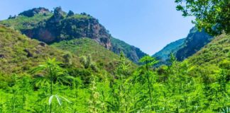 Malawi listo para producir cannabis para uso industrial y medicinal Malawi listo para producir cannabis para uso industrial y medicinal
