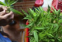 Metieron presa a una abuela que cultiva cannabis medicinal para su nieto La abuela platense pasó varias horas detenida tras ser allanada por cultivar cannabis con fines terapéuticos.