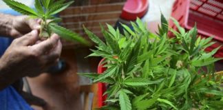 La abuela platense pasó varias horas detenida tras ser allanada por cultivar cannabis con fines terapéuticos.