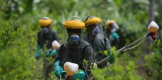 Prohibici&oacute;n de drogas no tiene bases cient&iacute;ficas, seg&uacute;n estudio que apoyan ex presidentes