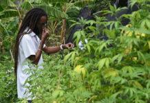 Jamaica intenta recuperar una especie de cannabis perdido utilizado por Bob Marley la primera planta nacia naturalmente en diversas regios del pais antes de desaparecer por la accion del hombre