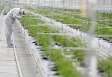 Los grandes fondos se desenganchan de las inversiones en cannabis Los grandes fondos se desenganchan de las inversiones en cannabis