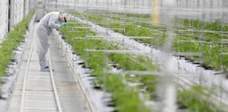 Los grandes fondos se desenganchan de las inversiones en cannabis