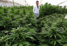 Colombia exporta muestra de marihuana medicinal a Alemania