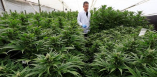 Colombia exporta muestra de marihuana medicinal a Alemania