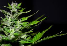 Portugal subvencionará por primera vez un medicamento con cannabis a enfermos de esclerosis múltiple Portugal subvencionará por primera vez un medicamento con cannabis a enfermos de esclerosis múltiple