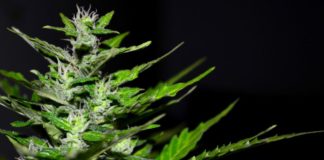 Portugal subvencionará por primera vez un medicamento con cannabis a enfermos de esclerosis múltiple